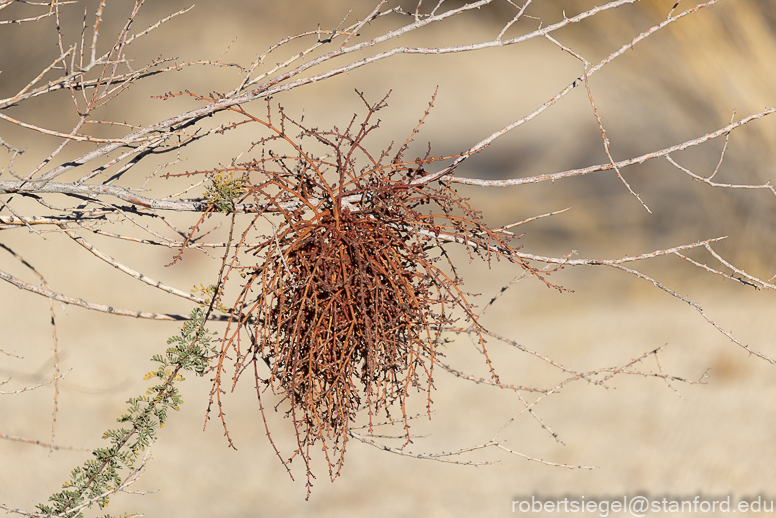 Joshua Tree